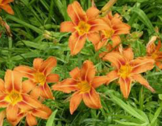 Orange Daylily Bulbs - 10 Pack - Tawny Day Lily Wildflower - Hemerocallis fulva