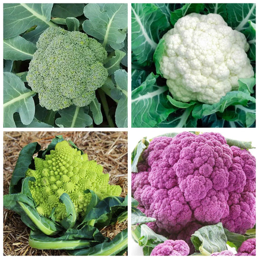 Rainbow Blend Cauliflower Seeds - Mixed Colors Broccoli | 300 Seeds | NON-GMO, USA