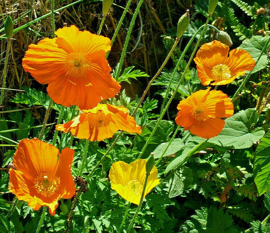 Welsh Poppy Seeds 150+ Mixed Orange Yellow Hardy Meconopsis cambrica