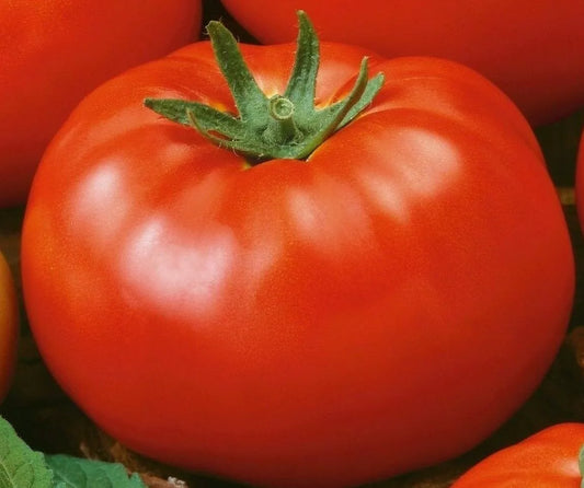 Red Brandywine Tomato Seeds 50+ Indeterminate Heirloom Vegetable Garden Seeds - Solanum lycopersicum