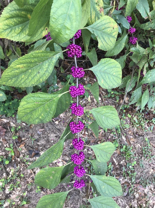 American Beautyberry Live Plant 6+ Inches Starter 'Callicarpa americana' - Vibrant Purple Berries, Hardy Perennial Shrub