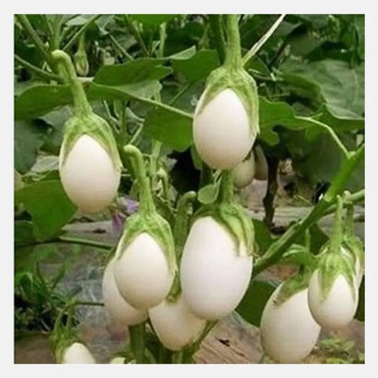 White Eggplant Seeds - 50+ Non-GMO Vegetable Seeds - Solanum Melongena - USA Grown, Free Shipping