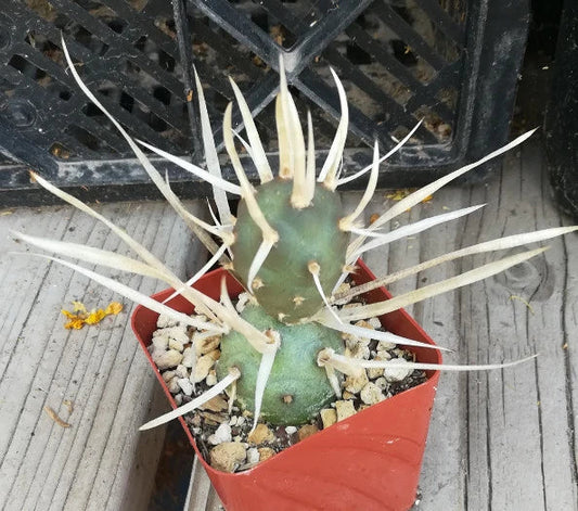Tephrocactus articulatus v. papyracanthus Paper Spine Cactus Nuggets - Lot of 4, Unique Succulent for Home Decor