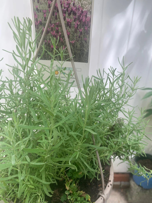 Rooted Purple Lavender Plant - Healthy, Fast Shipping - Lavandula angustifolia
