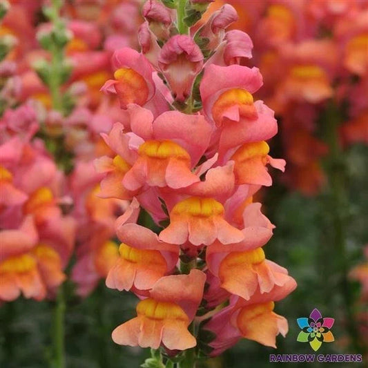 Potomac Orange Snapdragon Seeds - 1000+ Premium Seeds for Garden Planting - Antirrhinum majus