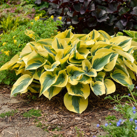 Hosta Plant 5.25" Pot Autumn Frost Proven Winners Perennial Shade (Hosta 'Autumn Frost')