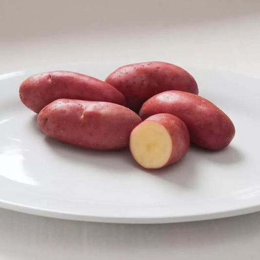 French Fingerling Seed Potatoes for Planting - Heirloom Variety, Organic, Non-GMO, Solanum tuberosum