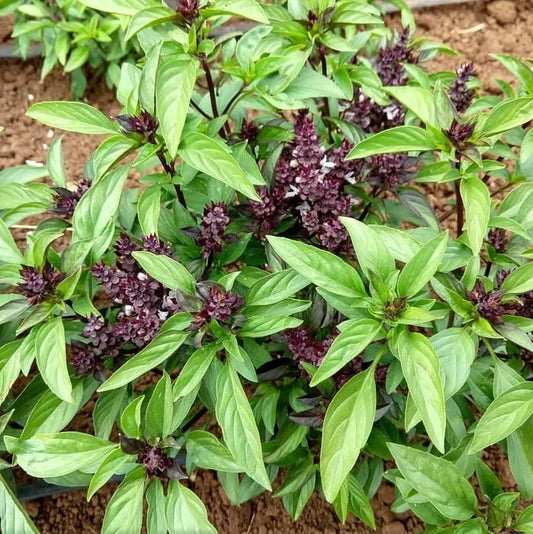 Siam Queen Thai Basil Seeds - Culinary Herbs for Thai Cuisine - 100/500/1000/5000 Seeds - Ocimum basilicum