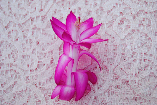 Christmas Cactus Starter Plant, Small, Proud Tina, Schlumbergera Truncata, Healthy Well-Rooted Plant for Home Decor