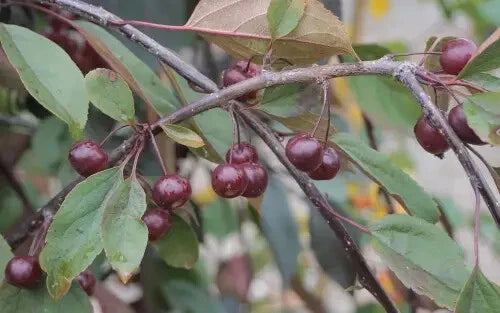 Royal Beauty Crabapple 25 Seeds - for Garden Planting - Malus 'Royal Beauty' - USA - Free Shipping