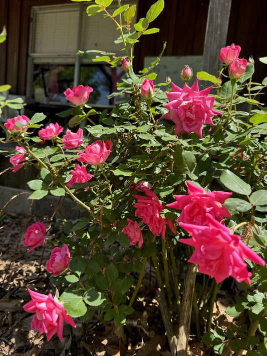 Double Pink Knock Out Roses Live Plants - Rooted Cuttings - Rosa 'Knock Out' - Easy Care Garden Roses