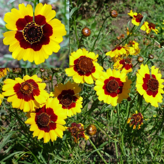 Coreopsis Seeds 300+ Dwarf Plains Yellow Flowers Annual Deer Resistant (Coreopsis tinctoria) USA Seller Free Shipping