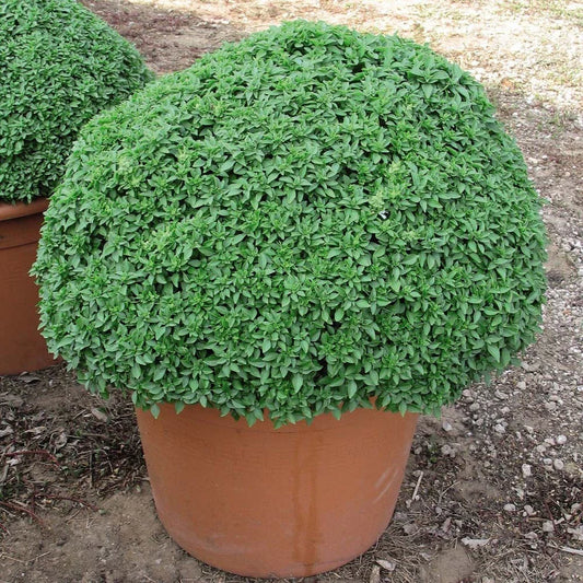 Dwarf Greek Basil Seeds - 50 Count Packet - Dwarf Variety - Pungent Leaves - Ideal for Container Gardening - Ocimum basilicum