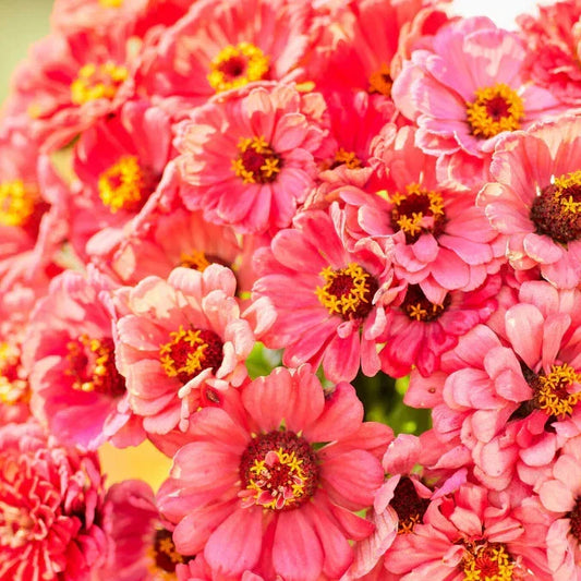Salmon Queen Zinnia Seeds - 100+ Premium Flower Seeds for Garden Planting - Zinnia elegans