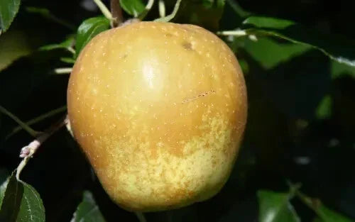 Hudson's Golden Gem Apple Seeds - 25+ Seeds for Garden Planting - Malus domestica - USA Shipping Available