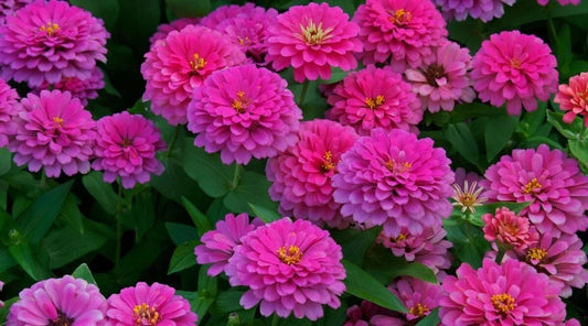 Uproar Rose Zinnia Seeds - 100+ Pack for Garden Planting - Zinnia elegans - USA Grown, Free Shipping