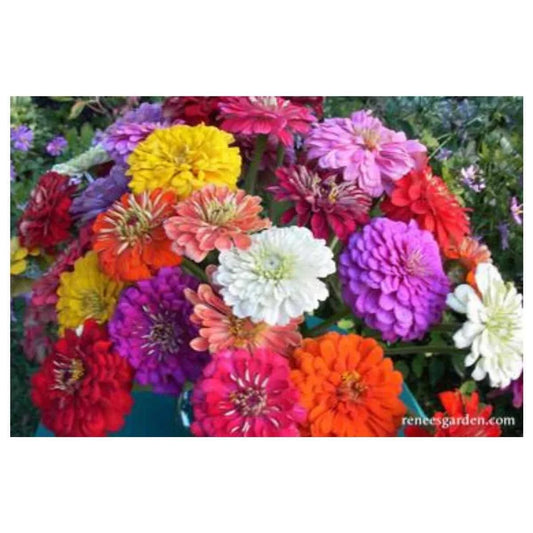 Zinnia Seeds for Cutting, Florist Type, 50 Seeds, Bright Colors, Zinnia elegans