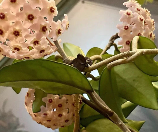 Hoya Live Rooted Plant - Sweet Fragrant Variety - Hoya spp. Perfect for Home Decor and Indoor Gardening