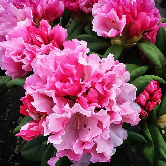 Rhododendron Starter Plant - Yaku Prince Variety - Well Rooted - Dormant Plant (Rhododendron spp.)