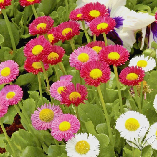 English Daisy Mix Flower Seeds - 400+ Count - European Wildflower Groundcover - Bellis perennis