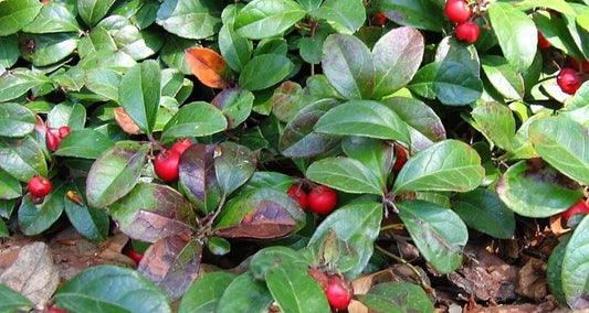 Wintergreen Live Bareroot Plant - Gaultheria procumbens - Evergreen Ground Cover with Aromatic Leaves