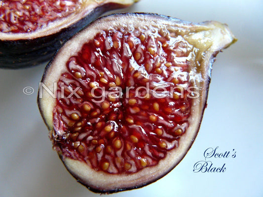 Scott's Black Fig Tree Cutting (1x) - Ficus carica - Ideal for Home Gardens or Container Planting