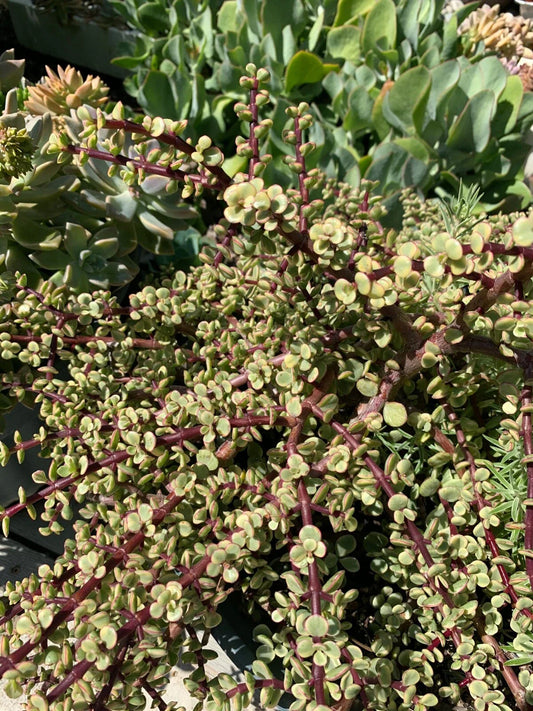 Variegated Mini Jade Cuttings - Rare Elephant Bush - 6 Pieces - Portulacaria afra