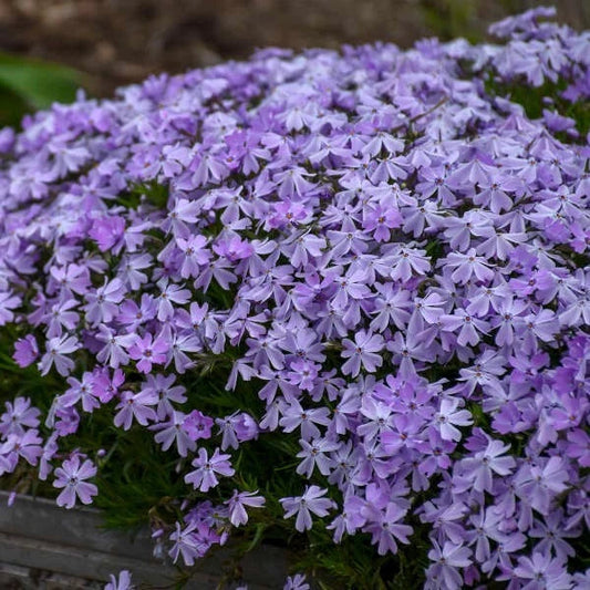 Creeping Phlox Seeds - 100+ Blue Emerald Variety - Phlox subulata - Garden Seeds - USA