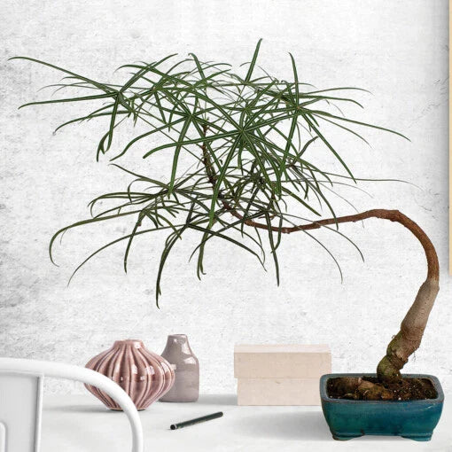 Australian Bottle Tree Live Plant 2.5" Pot Rare Brachychiton rupestris Ideal for Bonsai
