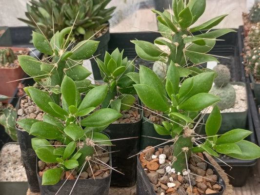Quiabentia Verticilata Plant - Opuntia Pereskiopsis Succulent Variety for Indoor Gardening