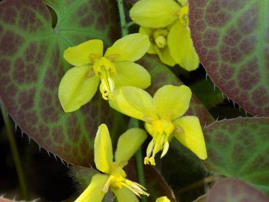 Epimedium Perralchicum 'Frohnleiten' Fairy Wings Plant - Shade Perennial Flowers - Low Maintenance Ground Cover