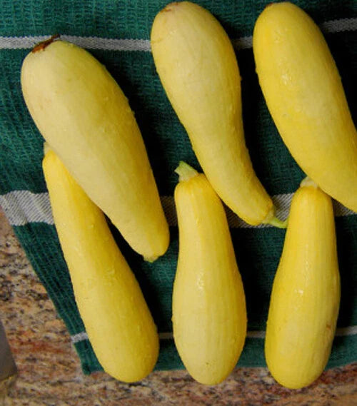 Prolific Straightneck Summer Squash Seeds - Yellow Zucchini Bush Squash - 20+ Seeds - Cucurbita pepo