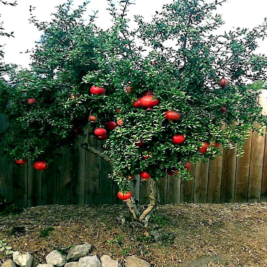 Dwarf Pomegranate Tree Seeds - 20 Pack - Punica granatum Nana - Indoor Garden Fruit Plant