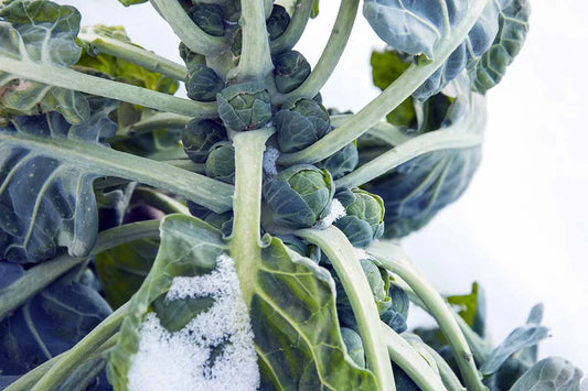 Hestia Brussels Sprouts Seeds - 500+ Count - Non-GMO Vegetable Seeds for Garden Planting - Brassica oleracea