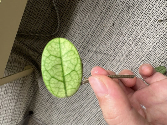 Hoya Cutting - Lyi Noid - Rare Houseplant Cutting - Hoya spp.