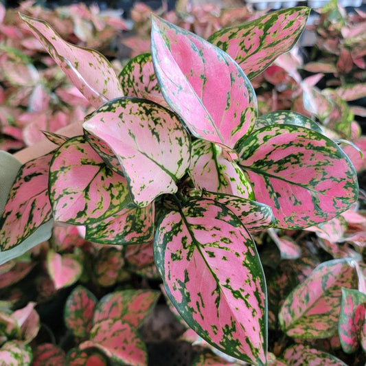 Aglaonema Lady Valentine Plant | 3 Inch Pot | Easy Care Indoor Tropical Plant | Aglaonema commutatum