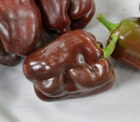 Premium Sweet Chocolate Beauty Pepper Seeds - 25 Fresh First-Rate Seeds - Capsicum annuum