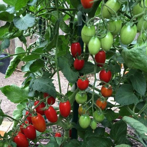 Juliet F1 Tomato Seeds - 50+ Heirloom Hybrid Seeds for Garden - Lycopersicon esculentum - USA