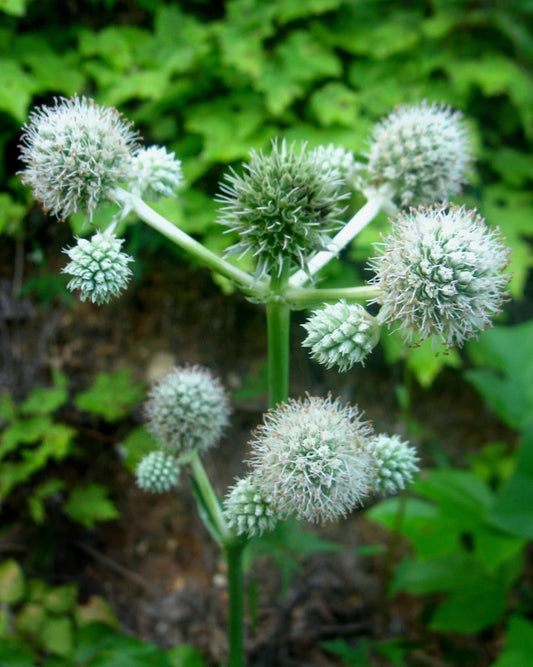 Rattlesnake Master Seeds - 105 Perennial White Seeds - Eryngium yuccifolium - GroCo USA - Buy 15, Ships Free