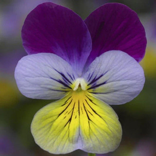 Viola Seeds - 50 Count - Deltini Blue Purple Wing - Scented Viola (Viola tricolor)