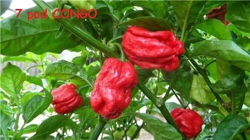 15 Seeds Trinidad SR 7 Pod Congo Gigantic Red Hot Pepper, Capsicum chinense, Rare Extreme Heat Variety