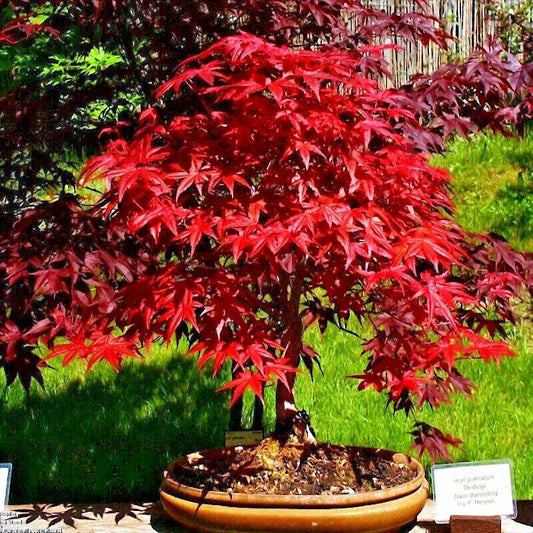 Red Japanese Maple Tree Seeds - 20 Pack, Cold Hardy Bonsai Plant, Palmatum atropurpureum