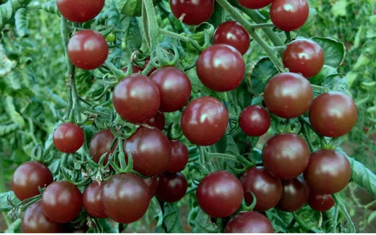 Chocolate Cherry Tomato Seeds - 120+ Heirloom Seeds - Super Sweet Variety - Rare Heirloom (Lycopersicon esculentum)