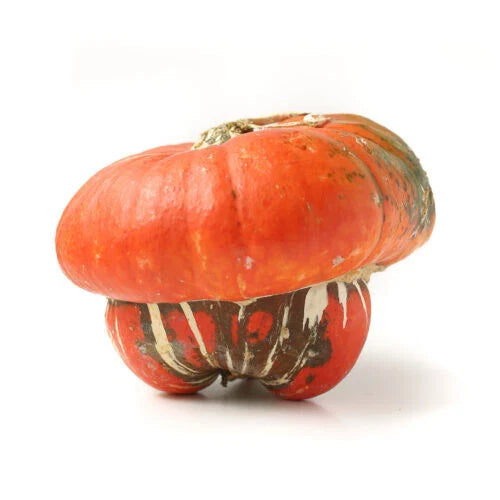 Turks Turban Squash Seeds - 25+ Pack for Garden Planting - Cucurbita maxima - USA Grown, Free Shipping