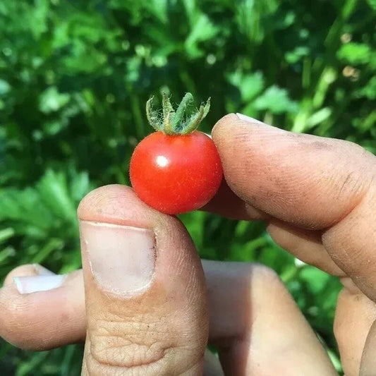 Red Currant Tomato Seeds - 30+ Heirloom Organic NON-GMO Seeds - Ideal for Home Gardens - Solanum lycopersicum