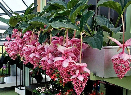 Royal Chandelier Medinilla Plant - Live Well Rooted Starter Plant - Rare Tropical Houseplant - Medinilla magnifica