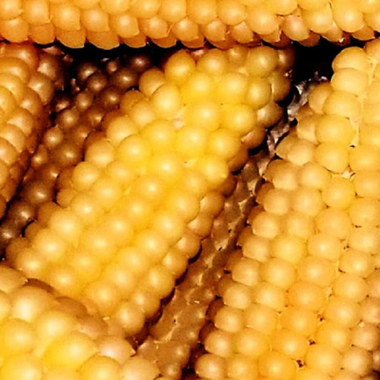 Popcorn Seeds - Heirloom Hulless Variety - Fresh Japanese Corn Seeds - Zea mays everta