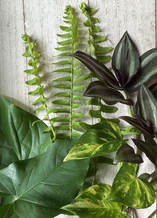 Rooted Plant Cuttings - 12 Variety Pack - Ideal for Propagation - Perfect for Gardening - Indoor/Outdoor Use
