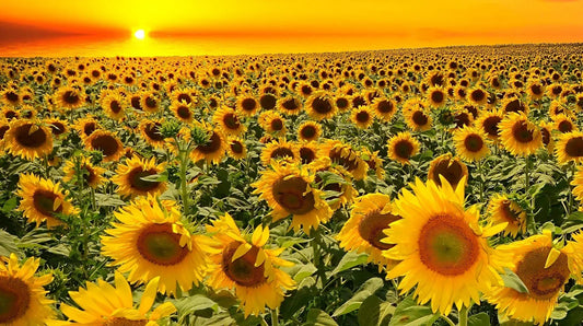 Dwarf Grey Stripe Sunflower Seeds - 100 Pack - Birdwatching Favorite - Helianthus annuus