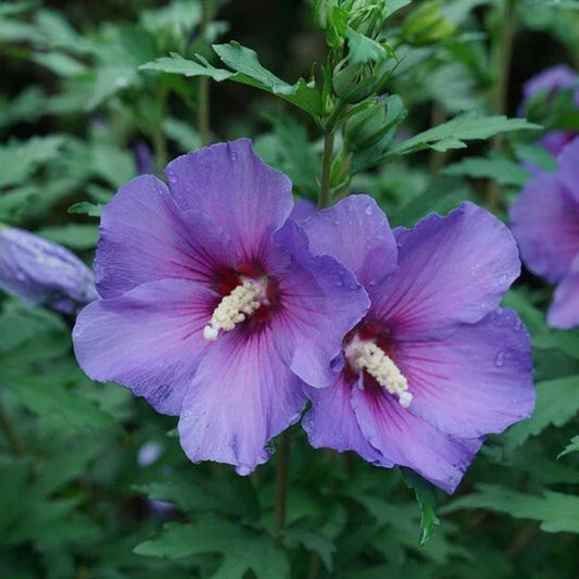 Rose of Sharon Live Plants 10"-18" - Hibiscus syriacus - Bare Root, Hardy Flowering Shrub for Gardens